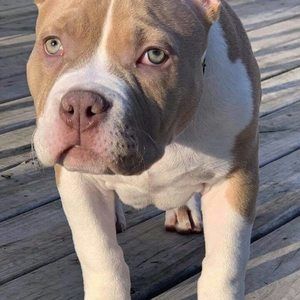 Meet your Posher, Milton